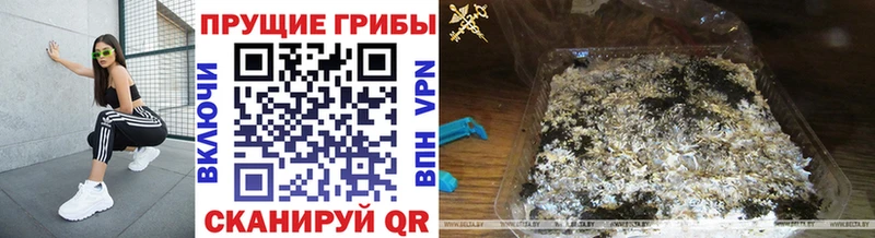 Галлюциногенные грибы Psilocybe  даркнет сайт  Кувандык 